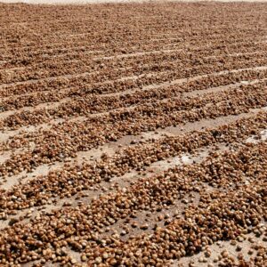 Cup of Joe Espresso – Brazylia, Fazenda Santa Ines 1kg - obrazek 2