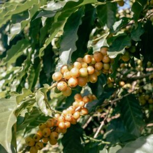 Cup of Joe Espresso – Brazylia, Fazenda Santa Ines 1kg - obrazek 3